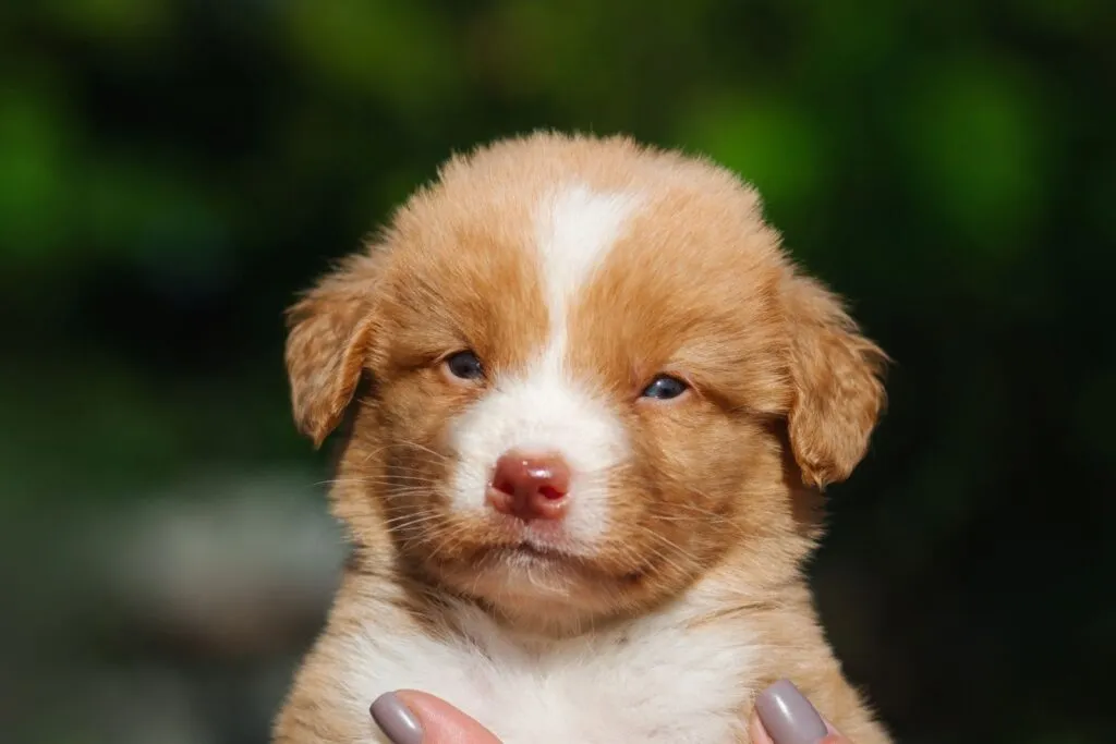 Nova Scotia Duck Tolling Retriever cucciolo