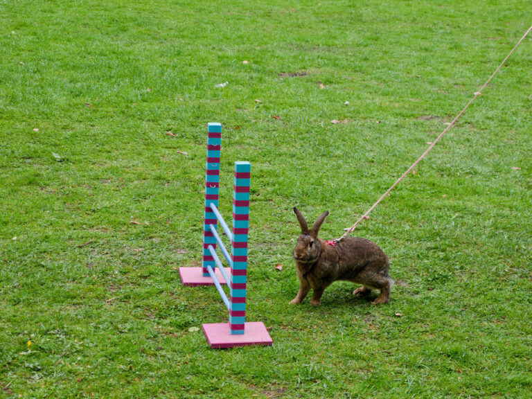 Rabbit jumping, il salto ad ostacoli per conigli