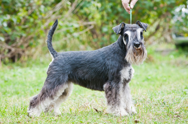 Schnauzer nano (Zwergschnauzer)