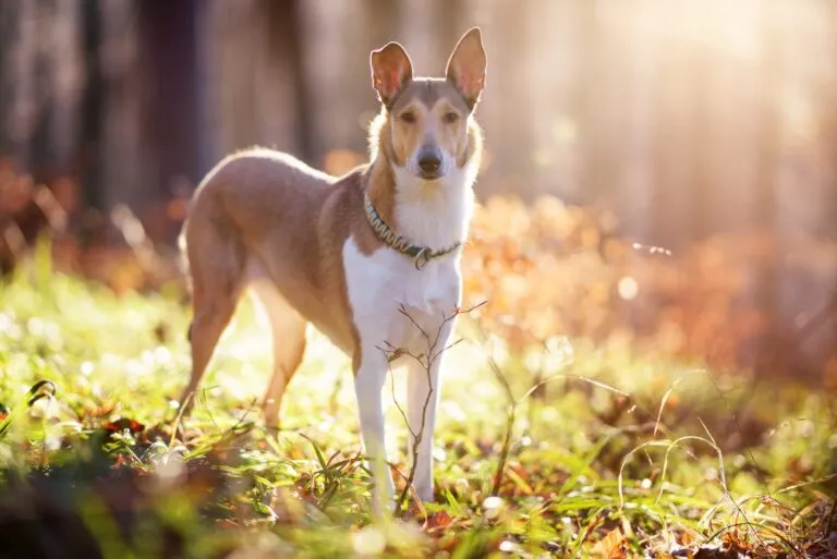 smooth collie