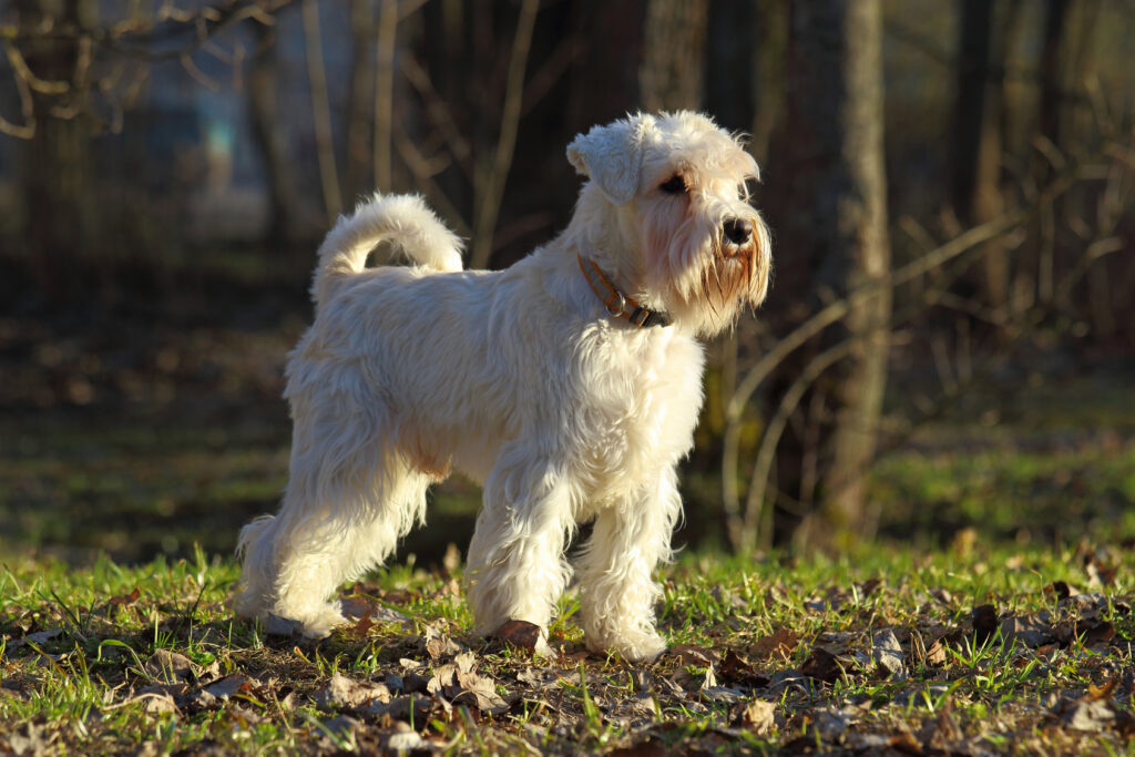 Zwergschnauzer bianco