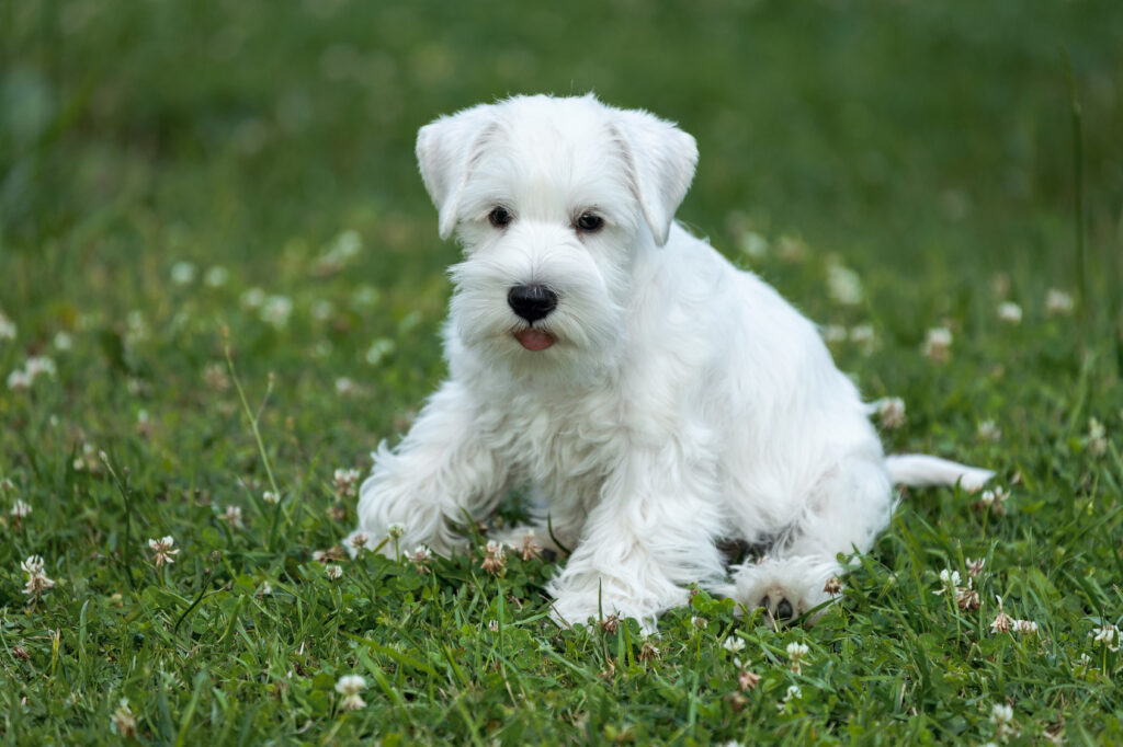 Zwergschnauzer cucciolo