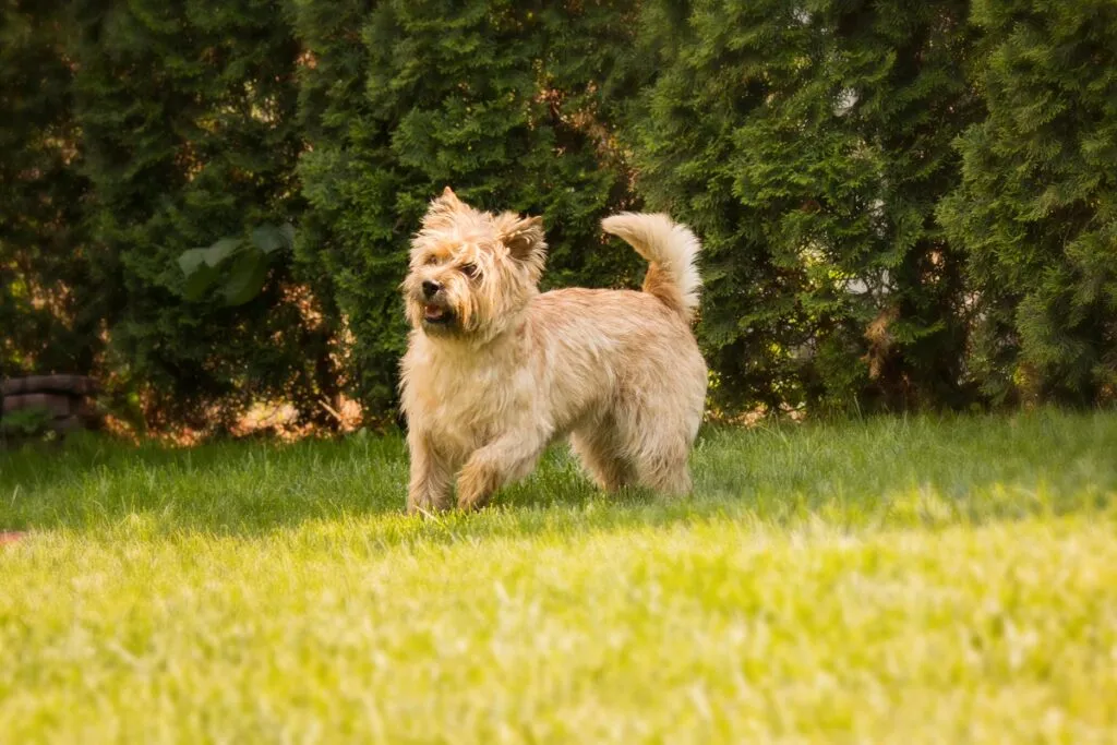 Cairn Terrier