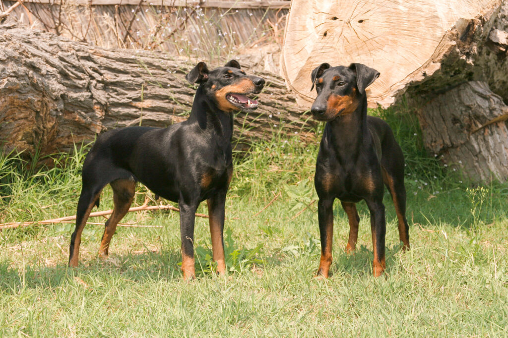 coppia manchester terrier