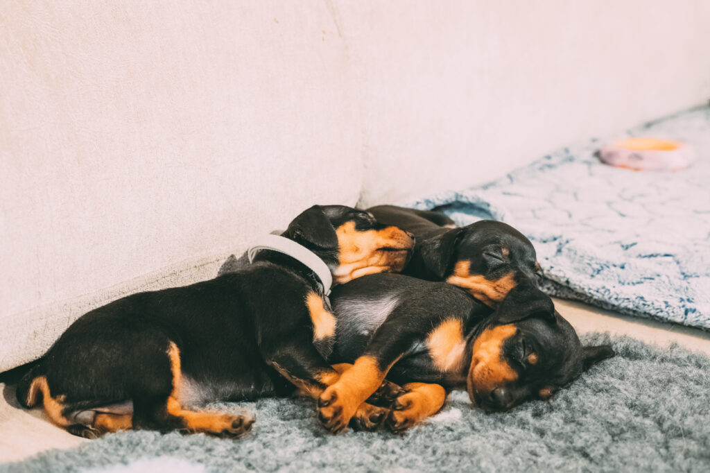 cuccioli di pinscher nano