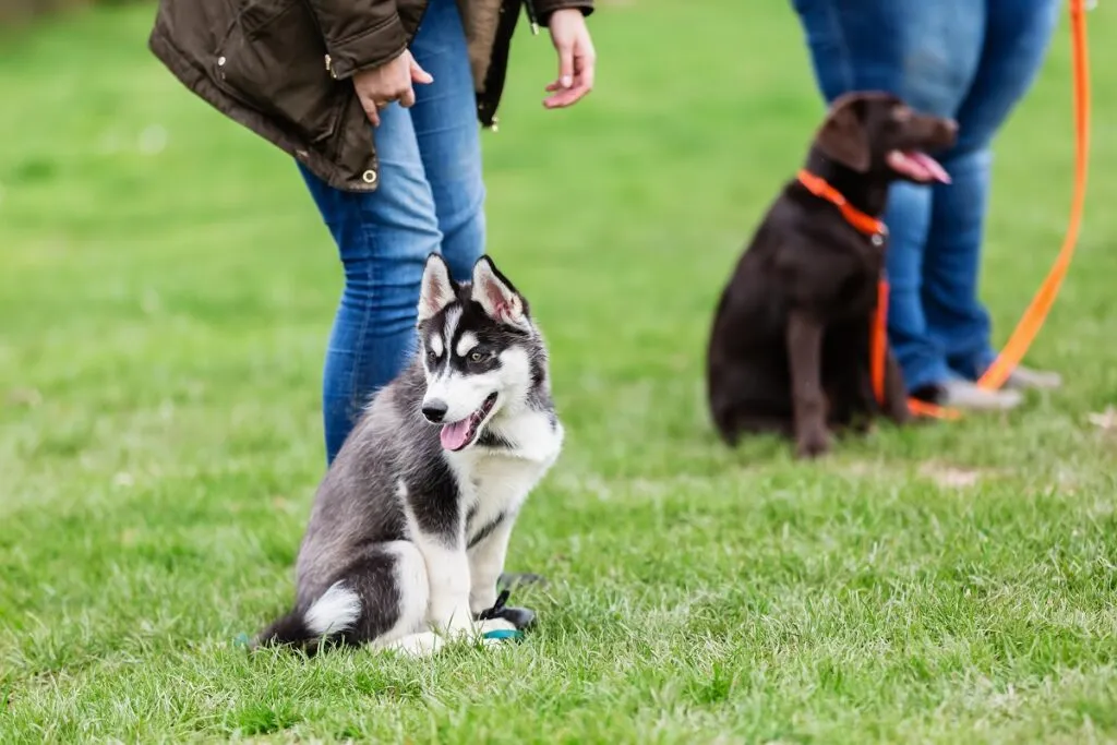 cucciolo husky al centro addestramento