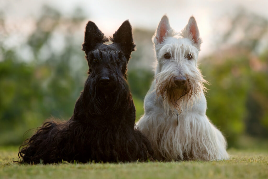 due scottish terrier bianco e nero