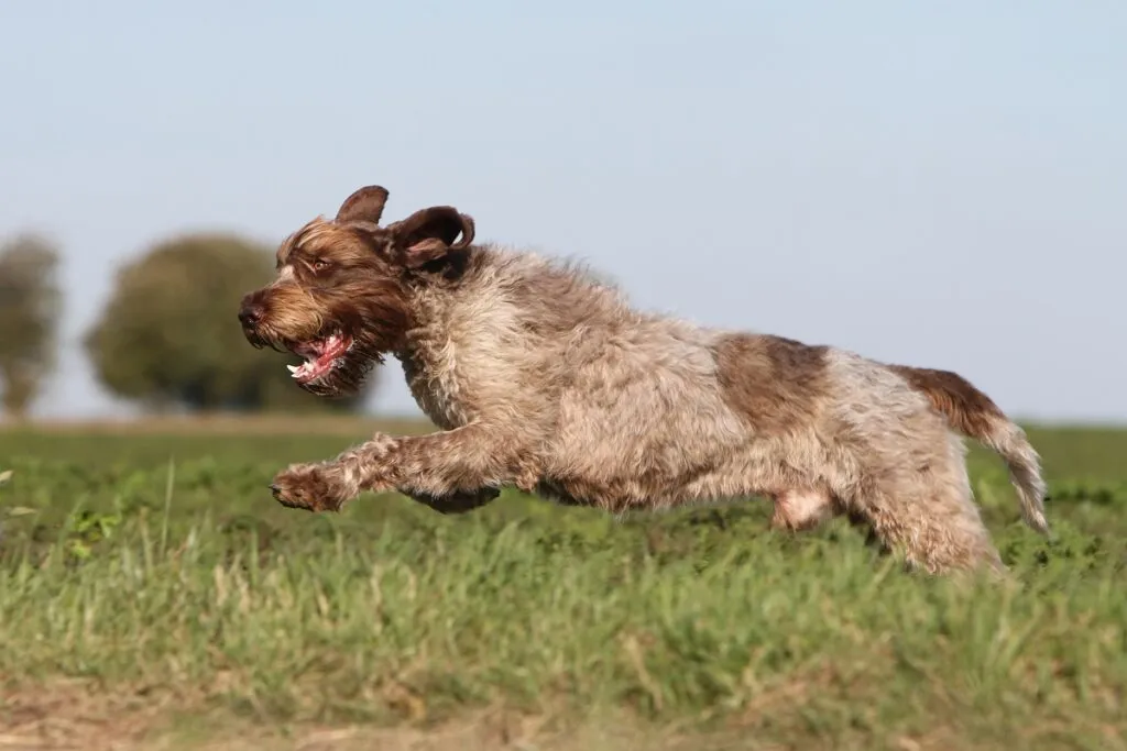 griffone a pelo duro corre