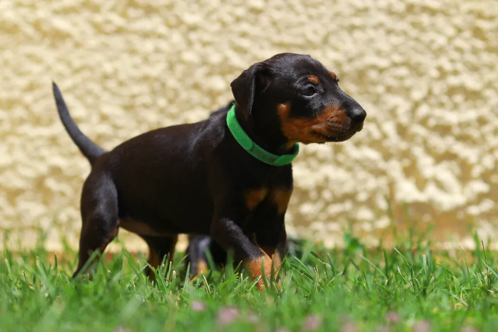 manchester terrier cucciolo