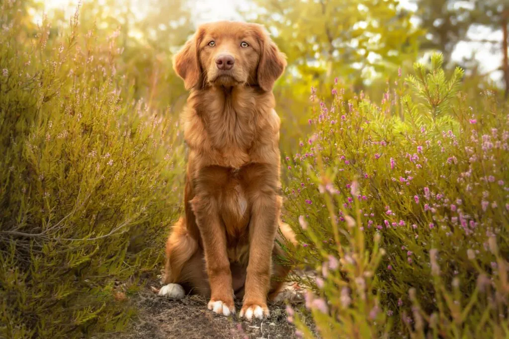 Nova Scotia Duck Tolling Retriever marrone