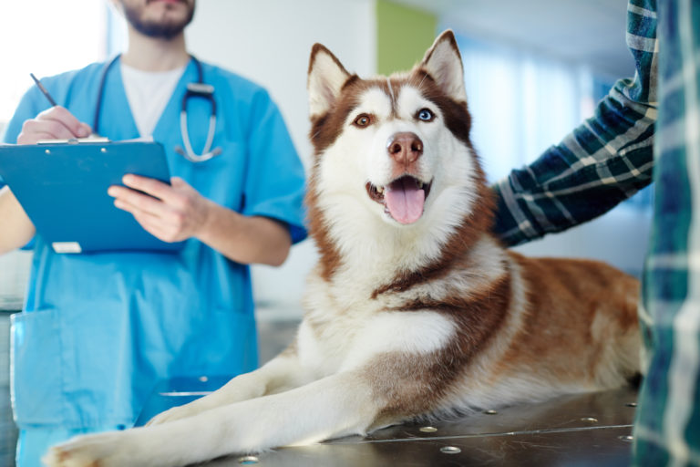 Le patologie nervose nel cane