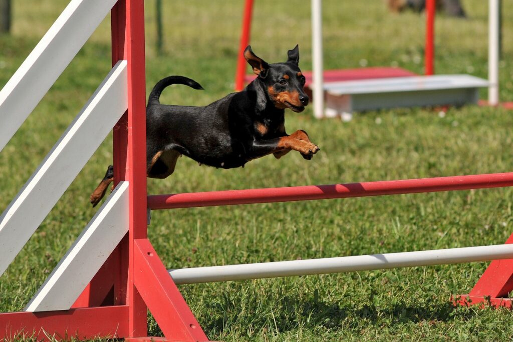 pinscher nano agility dog