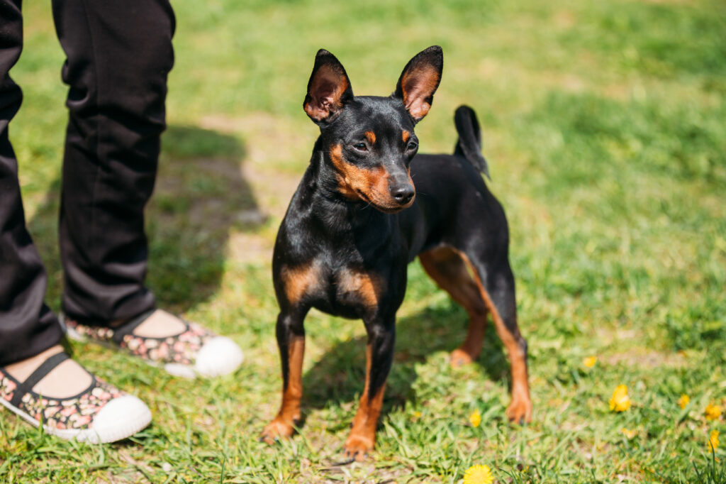 pinscher nano nero focato