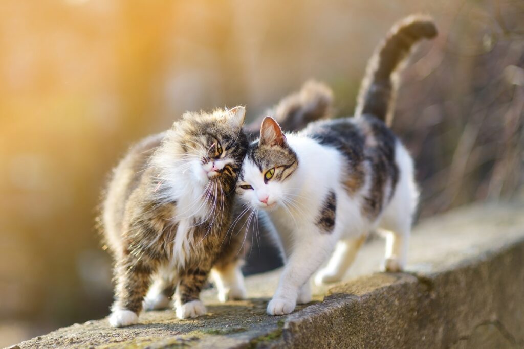 la scabbia felina si prende tra contatto gatti