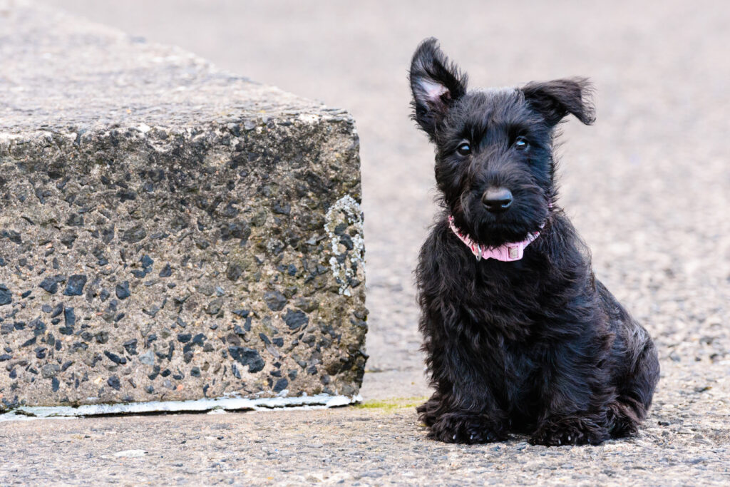 scottish terrier cucciolo