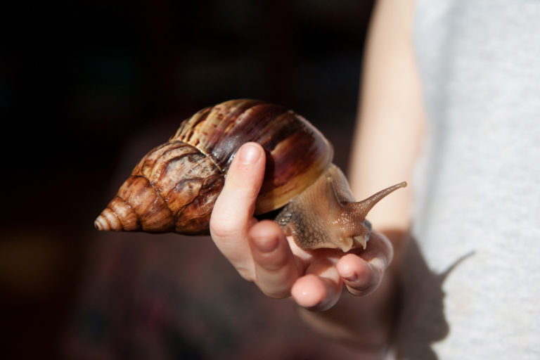 Acatina, la chiocciola africana gigante