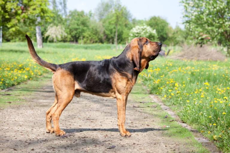 Chien de Saint-Hubert (Bloodhound)