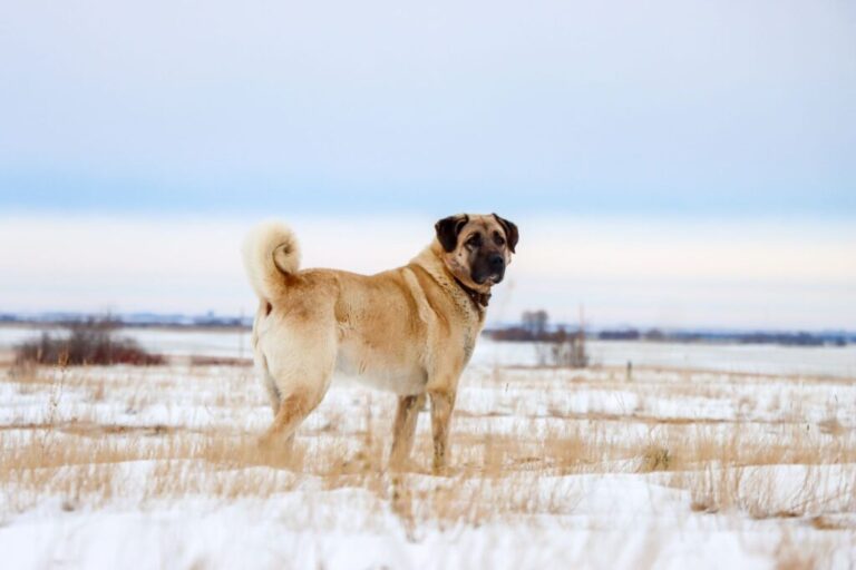 Kangal Coban Kopegi