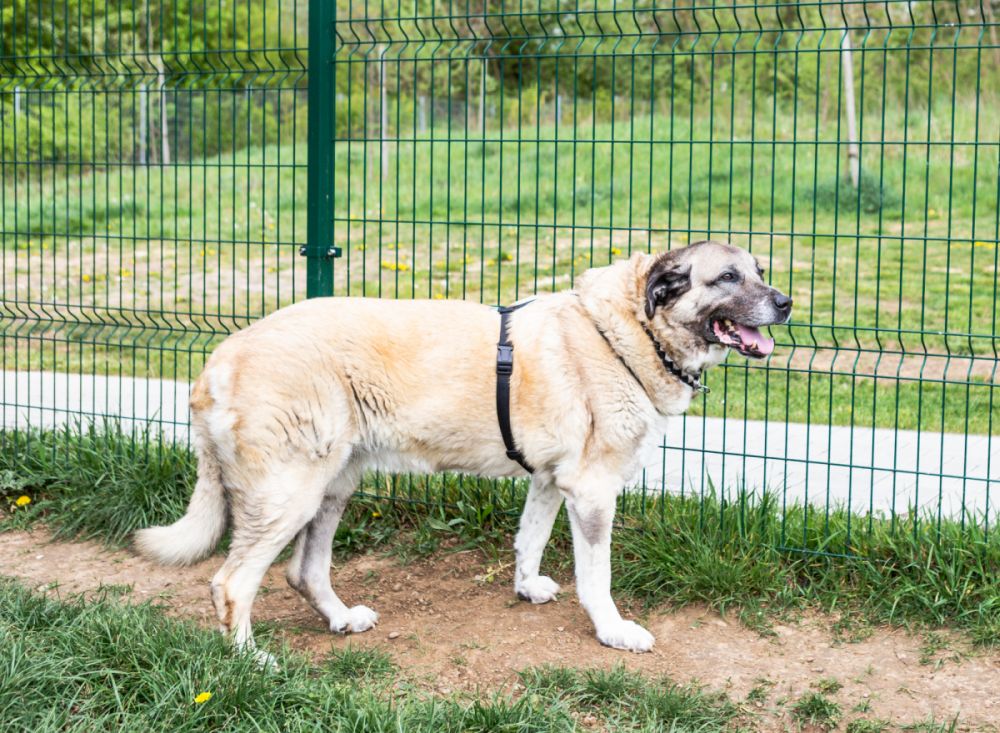 Kangal in recinto