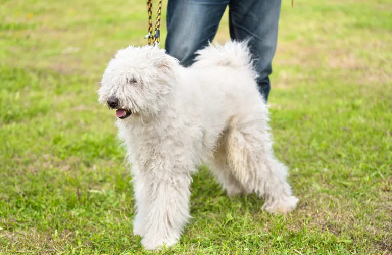 Komondor