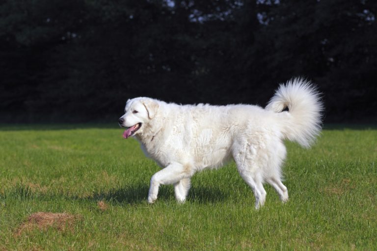 Kuvasz