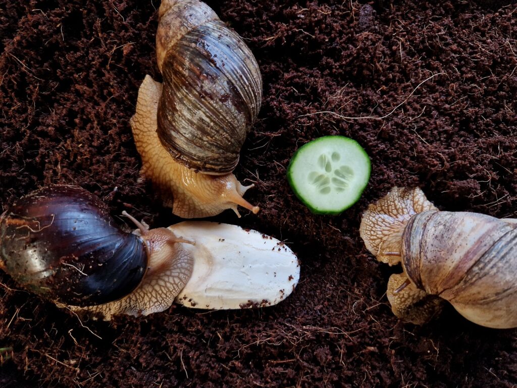 acatina gigante mangia cibo