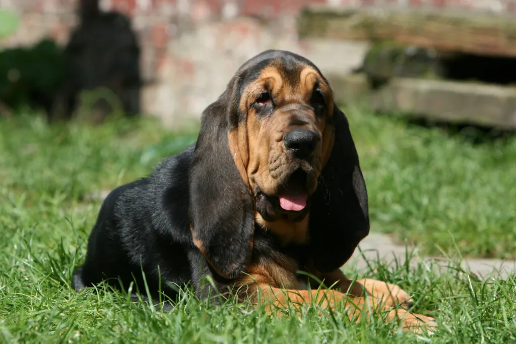 bloodhound in giardino