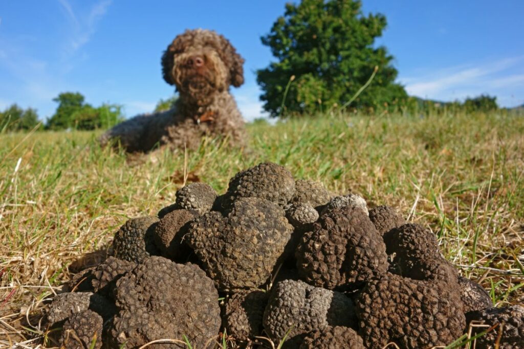 cane addestrato per trovare tartufi