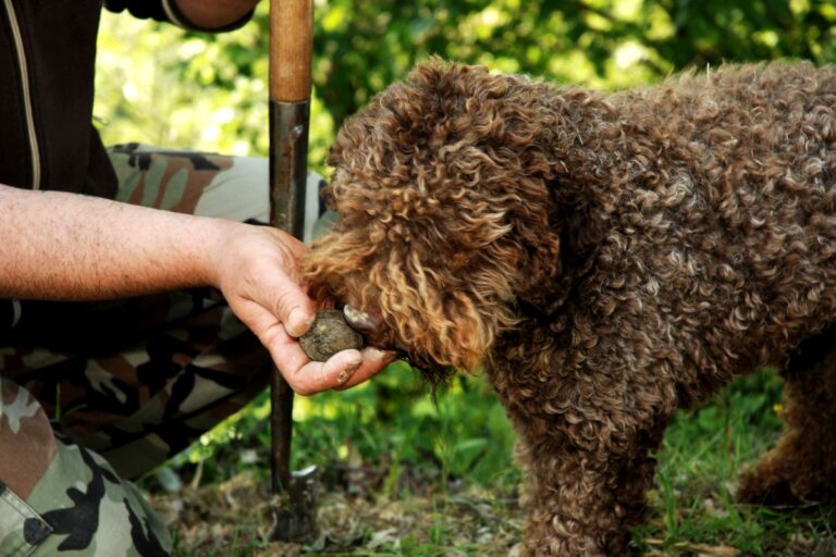 Lagotto Romagnolo cane da tartufo