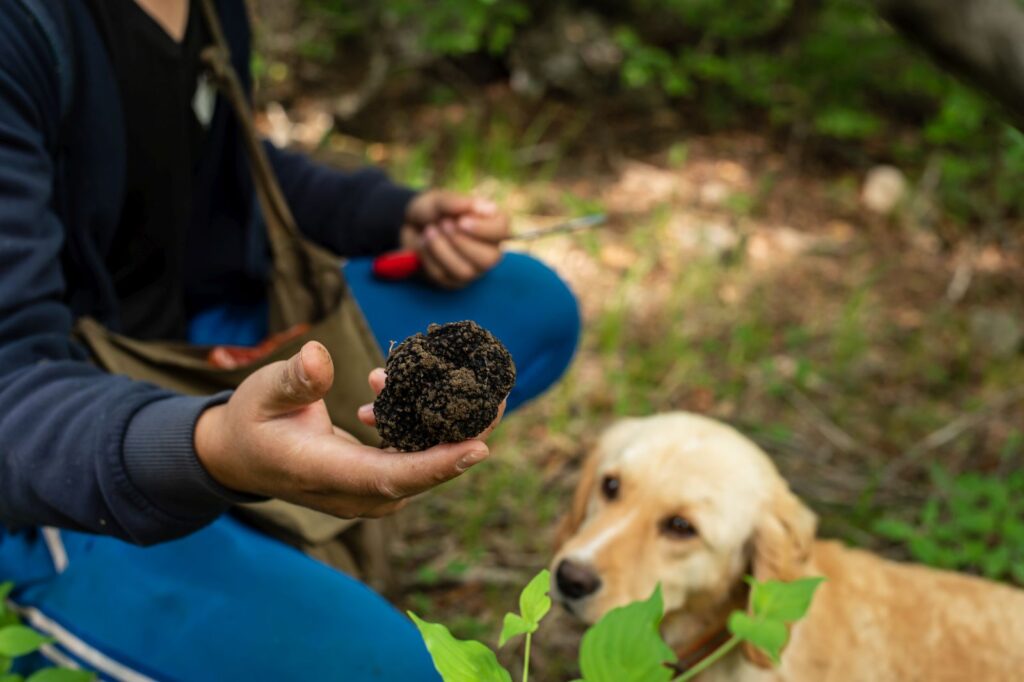 cane trova tartufo