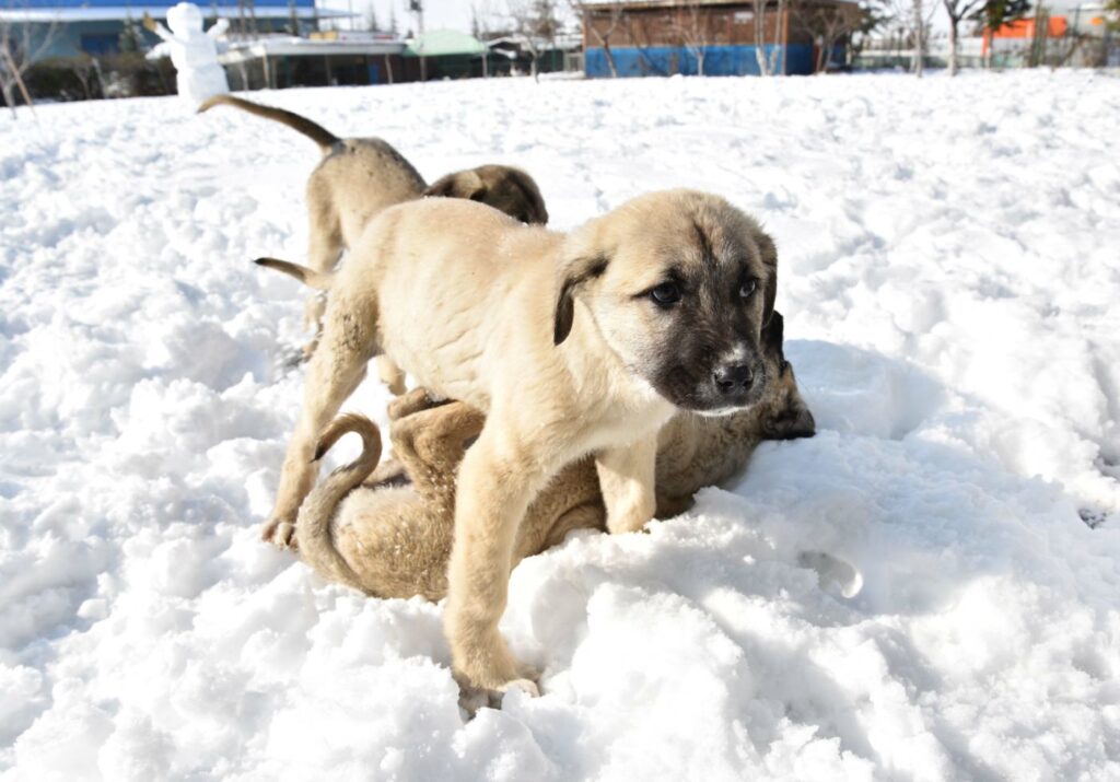 Kangal cuccioli