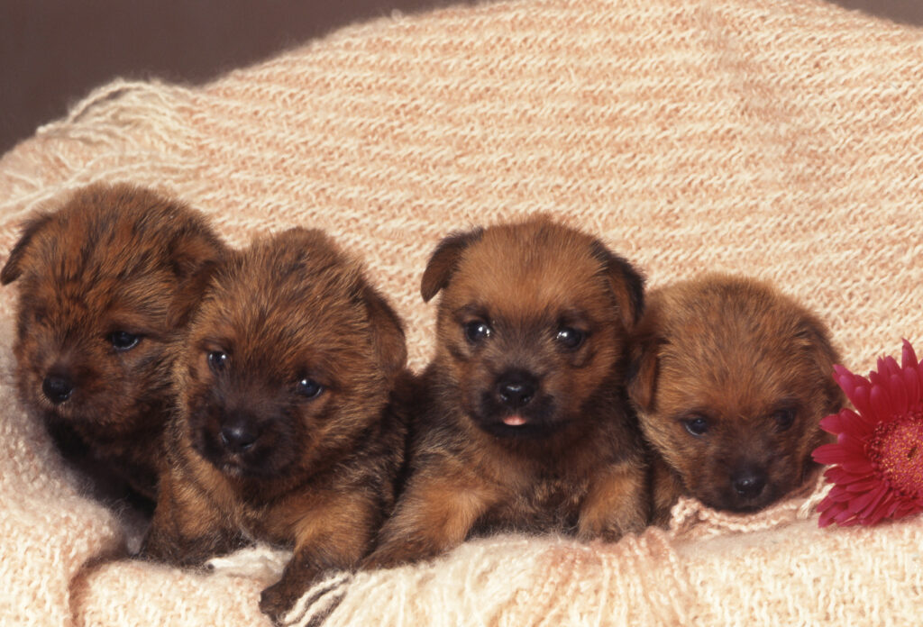 cuccioli norfolk terrier