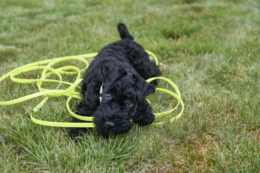 cucciolo di Kerry Blue Terrier