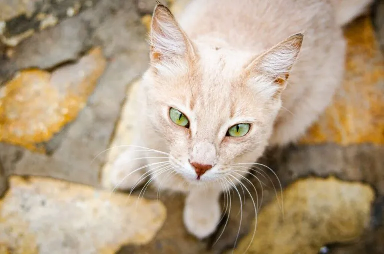 gatti nell'antico egitto