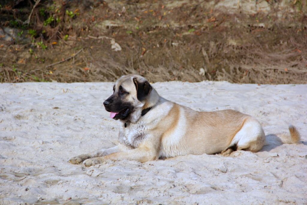 kangal in spiaggia