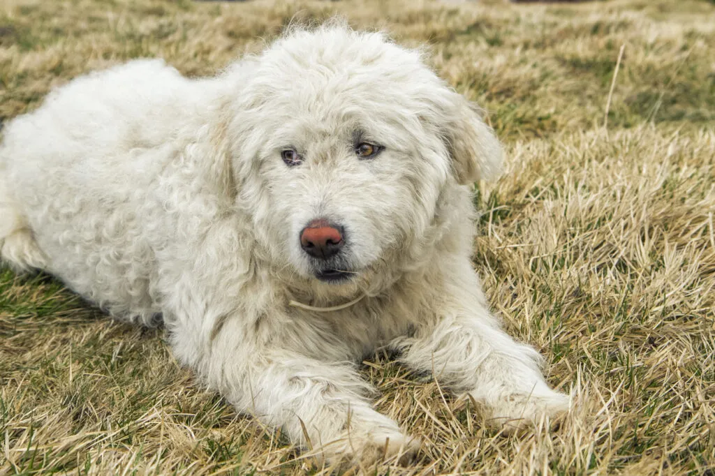 komondor cucciolo