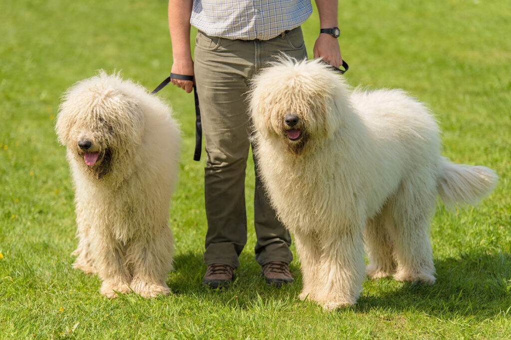 komondor in giardino