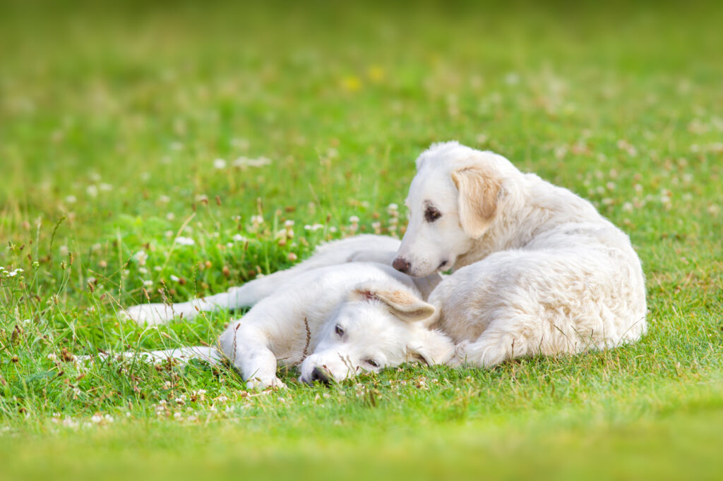 kuvasz cuccioli