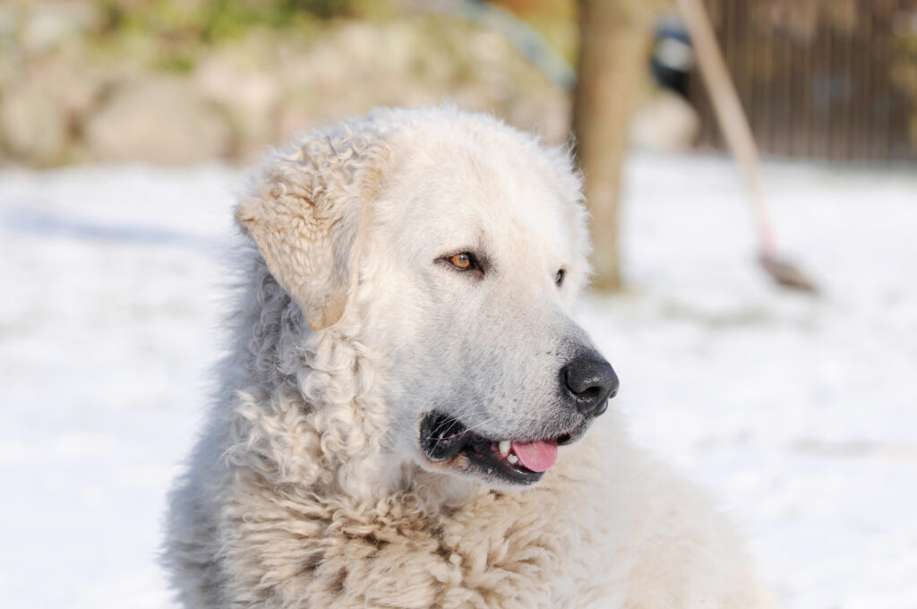 kuvasz nella neve