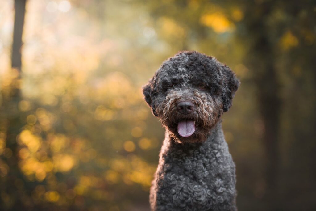 Lagotto romagnolo cane da tartufo