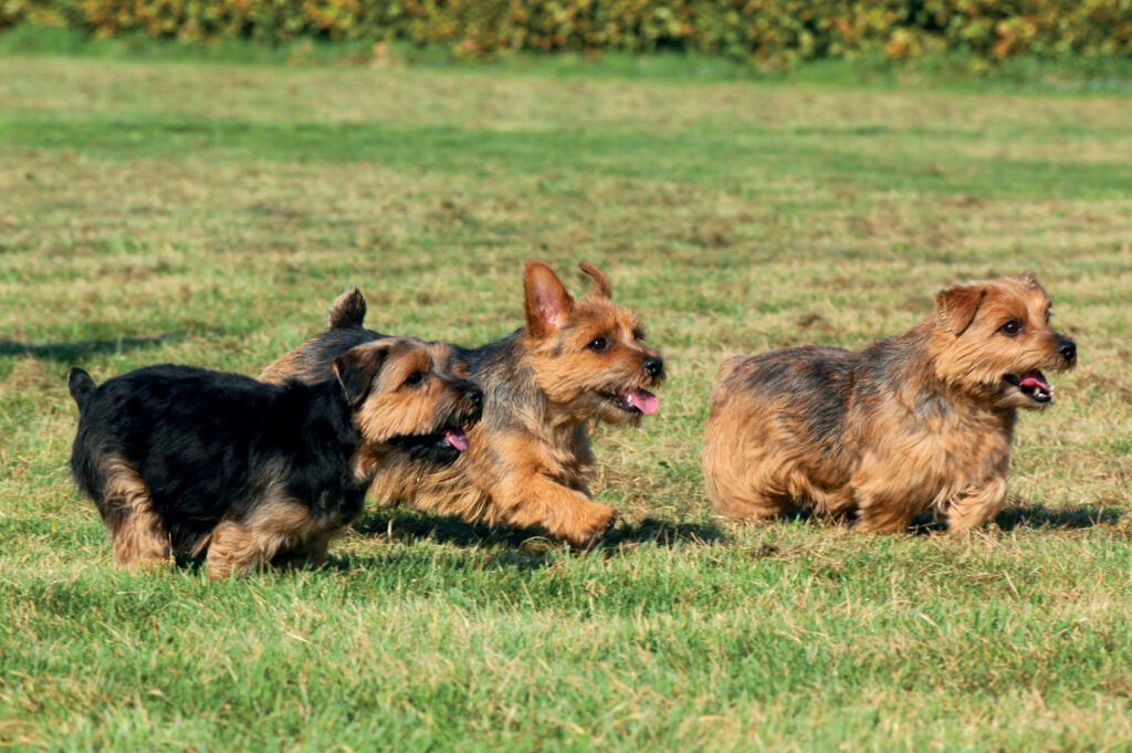 norfolk terrier corrono