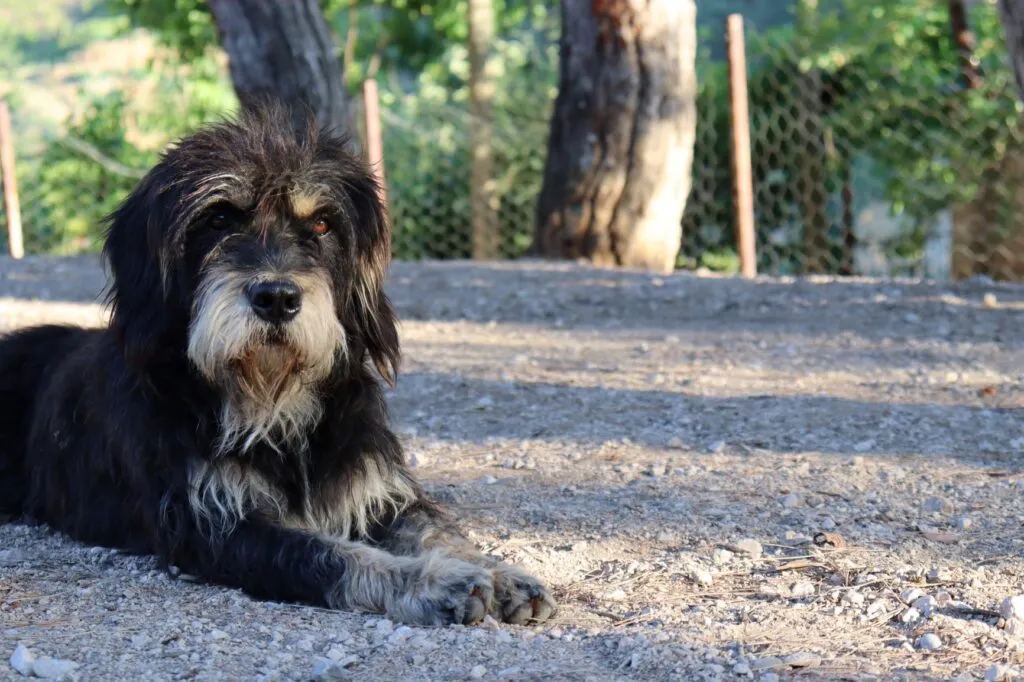 Bernedoodle in parco