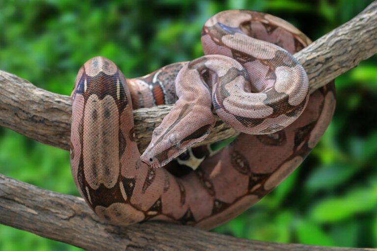 Boa constrictor (Boa costrittore)