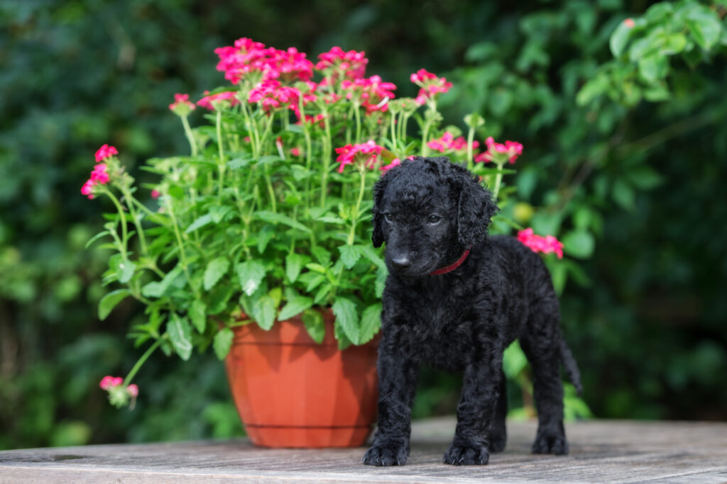 Curly Coated Retriever cucciolo