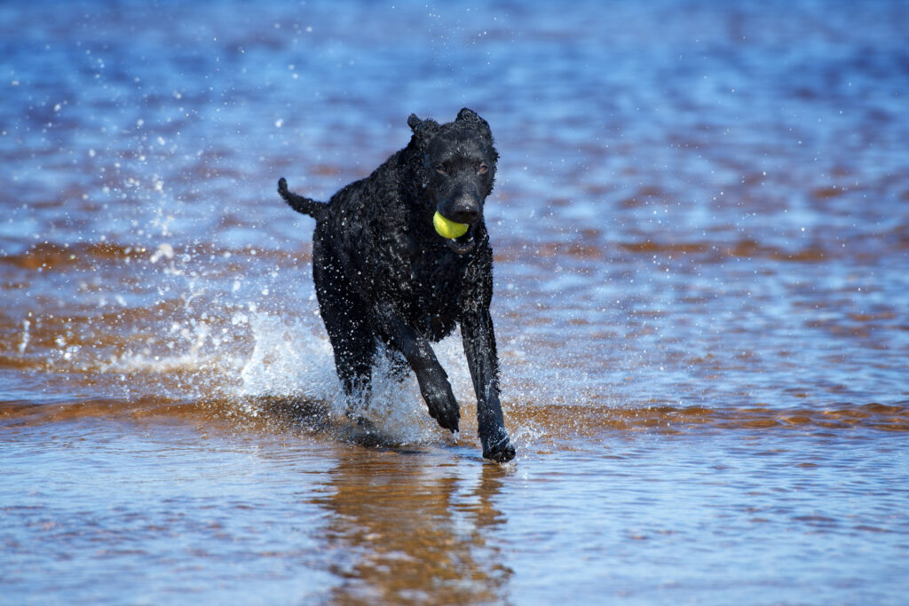 Curly Coated Retriever gioca con palla