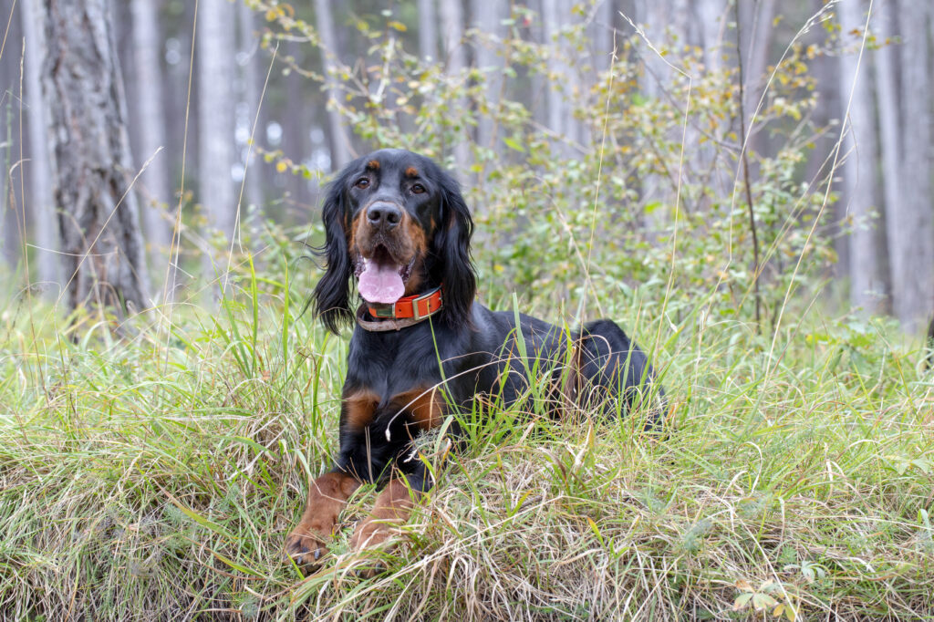 Gordon Setter nel bosco