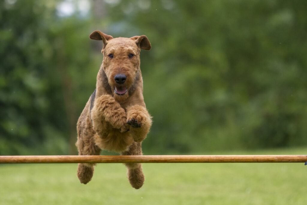 airedale terrier agility dog