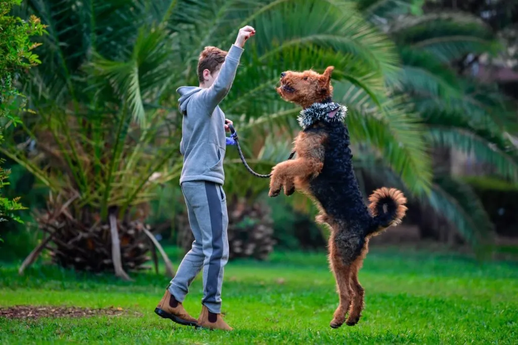 airedale terrier gioca