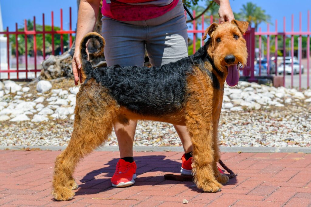 airedale terrier sembra orsacchiotto