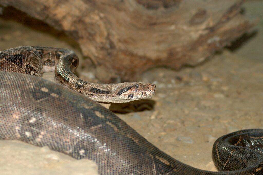 Boa constrictor